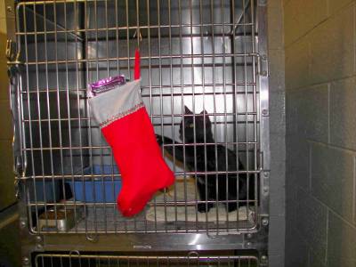 2013 Santa Paws